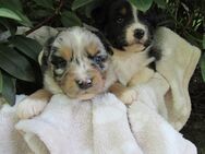 Mini Aussie Welpen Miniatur Australian Shepherd Welpen Welpe - Meßkirch