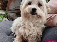 Annabella - Hundedame sucht Zuhause - Spenge