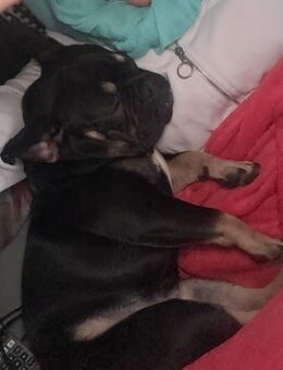 Französisch Bulldogge Welpe 9 Monat alt - Berlin