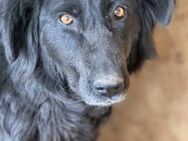 Cora - Black Beauty - Elsdorf (Nordrhein-Westfalen)