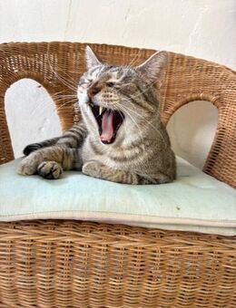 Unkomplizierter Schmusekater Tokyo - Bad Camberg