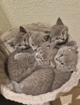 BKH Kitten abzugeben - Schönborn (Brandenburg)