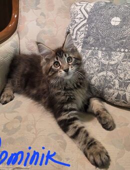 Maine Coon Kitten Junge ist absofort bereit zum Umzug - Wetterzeube
