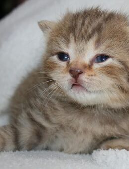 Das BESONDERE !! Britisch Kurzhaar Babys in Chocolate-Silver-Tabby u. Cinnamon-silver-Tabby !! - Köln