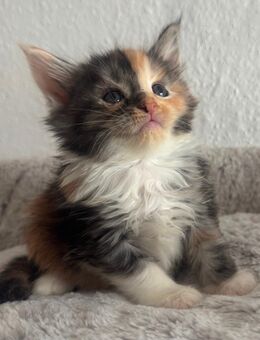 Maine Coon Kitten - Rehburg-Loccum Zentrum