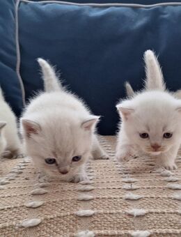 BKH Kitten suchen ein schönes zu Hause - Pforzheim