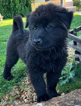 CHEEKY -gespannt auf meine neue Familie - Overath