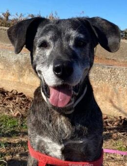 Piedra Luna wartet doch schon so lange - Laatzen