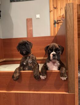 Deutsche Boxerwelpen - Grimma