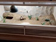 Suche Terrarium 100 x 40 x 50 - Burg Stargard