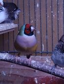 Gouldamadinen Henne zu verkaufen. in 09618