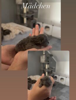 Babykatzen - Witten