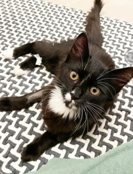 Patch Kleiner Clown sucht Familie - Unterföhring