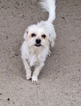 🐾 HANNES sucht sein Zuhause - Ludwigshafen (Rhein)