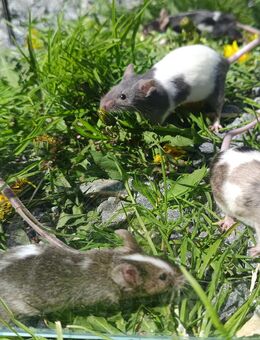 bunte junge Farbmäuse Mäuse Maus Farbmaus - Neustadt (Sachsen) Hohwald