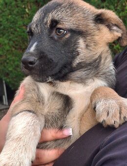 Schäferhund Mischlingswelpen 11 Stück - Lage (Nordrhein-Westfalen)