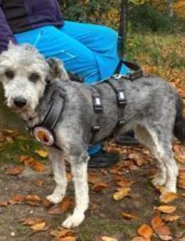 Sanfte Bendetta - München