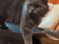 Simba sucht ein neues Zuhause. :) - Herten