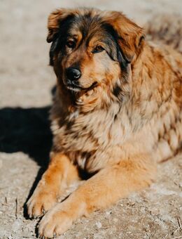 Wundervolle Bera - Stuttgart