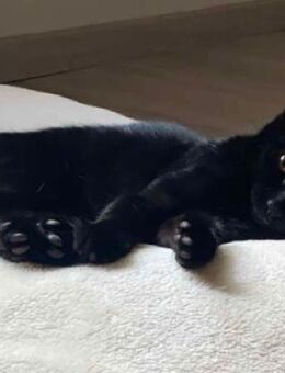 Schwarze Katze - Meinersen