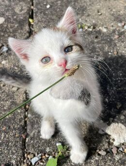Babykater, Kitten, Kater - Gernrode