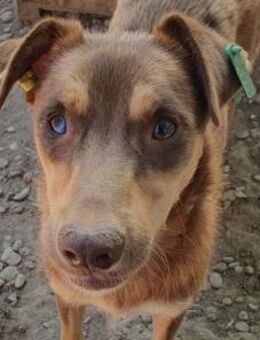 SHAWNA-lebensfrohe Jung-Hündin,46 cm - Rösrath