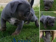Old English Bulldog Welpen, mit Ahnentafel! - Ingolstadt