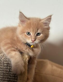 Bezaubernde reinrassige Maine Coon Kitten - Wermelskirchen Zentrum
