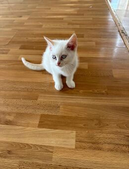 Kleine Katze Sucht Zuhause - Düsseldorf