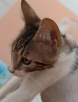 Kätzchen Ruby sucht ihr Zuhause - Margetshöchheim