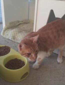 Daniel, selbstbewusster Schmuser, ca. 8 - Vaterstetten