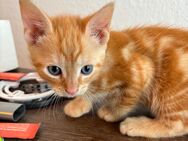 Kitten zu verkaufen 3 Rothaarige M, 2 graue W - Belm