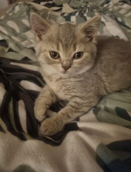 Britisch Kurzhaar Bkh kitten - Kröpelin Zentrum