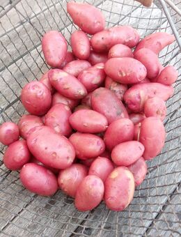Frühkartoffeln, Kartoffeln 🥔 ab den28.06.25 - Minden Dankersen