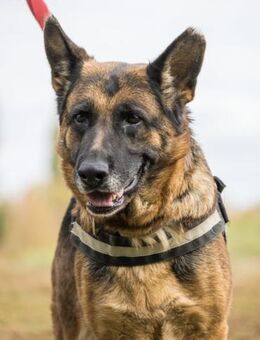 Borcsa SI - Gemütliche Dame sucht Anhang - Neustadt (Rübenberge)