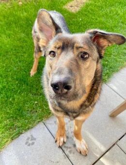 Notfell-HSH-Mix ❤ Nelli ❤ 81927-München - Hamburg