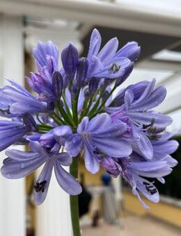 Zierlilie, Agapanthus, sehr kräftige, XXL- Pflanze, 55 cm Gefäß - Berlin Spandau