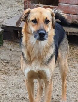 Sammy 50 cm - Alpenrod