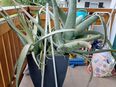 Echte Aloe Vera Pflanzen im Container in 82441
