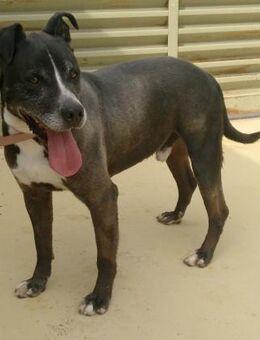 NOTfall - JACK - verlor sein Herrchen ! - Kempen