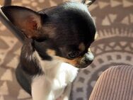 Chihuahua Hündin, 20 Monate, verspielt und verschmust-aus liebevollen Händen - Ebersberg
