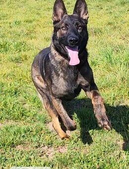 Deutscher Schäferhund mit geradem Rücken. - Immenhausen