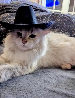 Hübsche Maine coon Perser katze - Kyritz