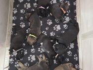 Wunderschöne Hundewelpen suchen noch ein Zuhause - Freihung
