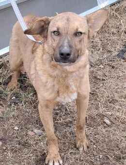 💖Tito sucht Kuschelfreunde💖 - Eislingen (Fils)