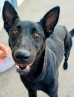 RAMONA - möchte die Welt erobern! - Sulzbach-Laufen