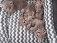 BKH Kitten - Ulm