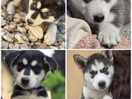 Husky Welpen