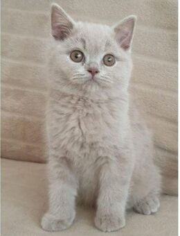 BKH Kitten Abgabebereit - Blaufelden