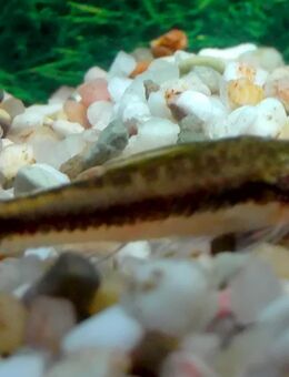 Ohrgitterharnischwels, Algenfresser. - Hohenroth